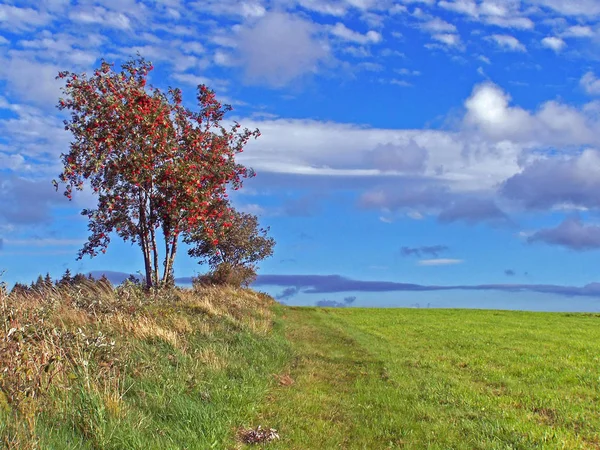 Autumn Landscape Trees Blue Sky — Stock Photo, Image