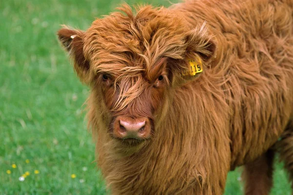Highland Cattle Highland Cattle Tierkinder — Stock Photo, Image
