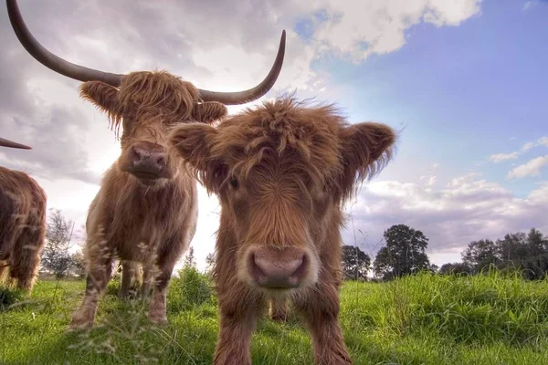 Domestic cattle on a pasture