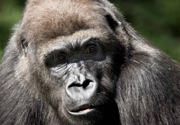 Primat Gorilla Affe Affe — Stockfoto