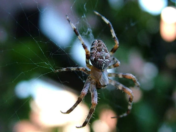 Een Kreuszspinne Uit Mijn Tuin Dwaalt Kleine Tuin Met Hun — Stockfoto