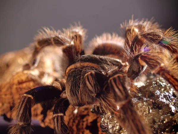 Closeup Bug Wild Nature — Stock Photo, Image