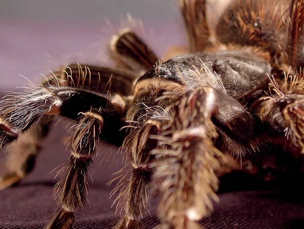 Close Van Een Insect Wilde Natuur — Stockfoto