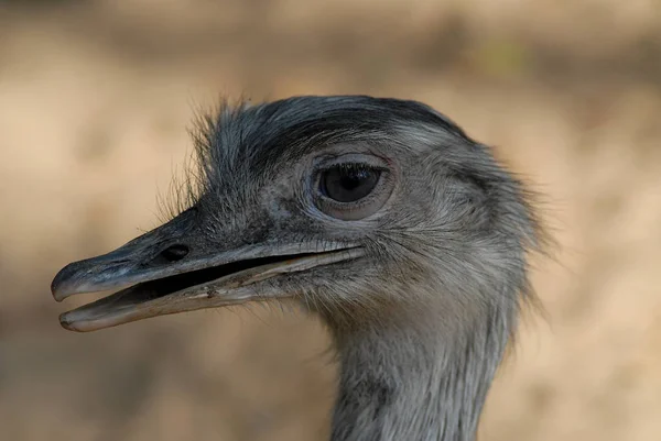 Did Stop Tell Probably Female Bird — Stock Photo, Image