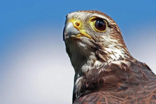 Schilderachtig Uitzicht Prachtige Valk Bij Natuur — Stockfoto