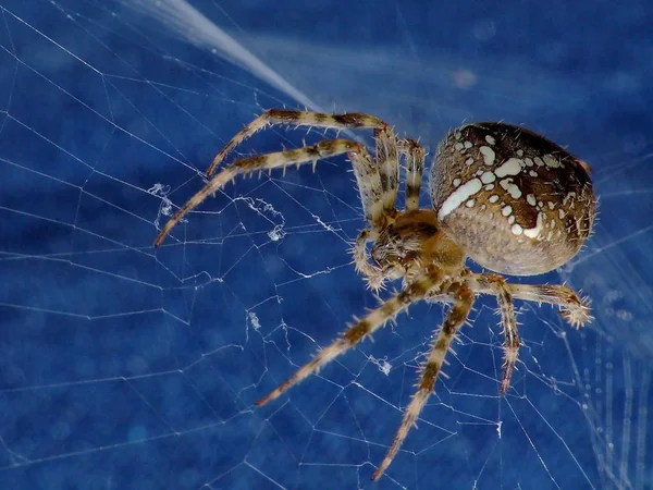Spinnenspinnenweb Insectenvanger — Stockfoto