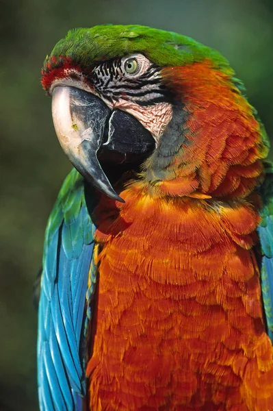 Живописный Вид Прекрасную Птицу Попугая — стоковое фото
