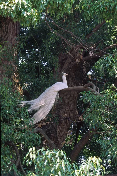 Aussichtsreiche Aussicht Auf Schöne Vögel Der Natur — Stockfoto