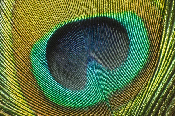 孔雀羽毛 五彩斑斓的羽毛 — 图库照片