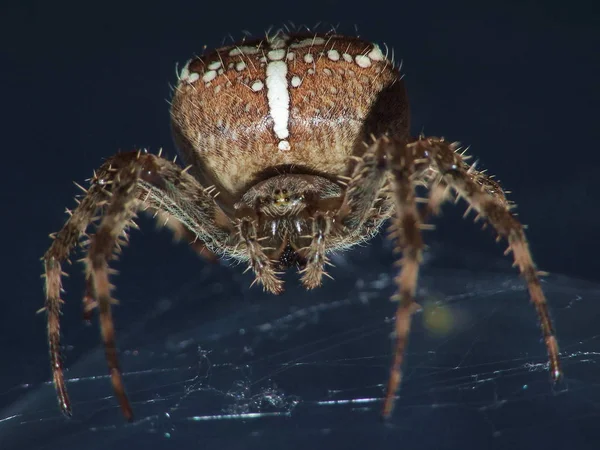 Närbild Insekter Vild Natur — Stockfoto