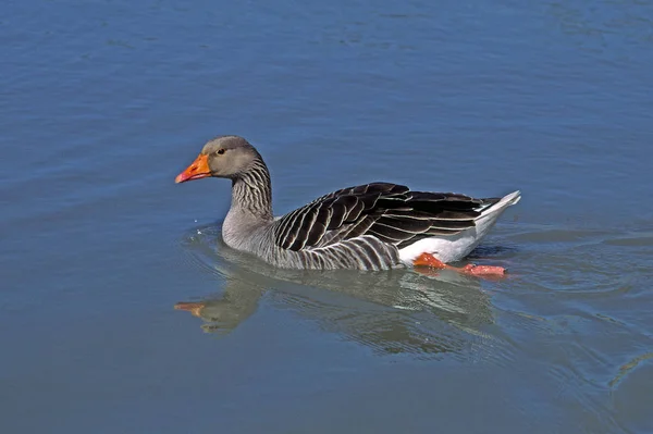 Naturskön Utsikt Över Gåsfågeln Naturen — Stockfoto