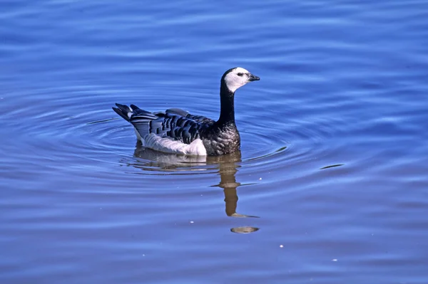 Scenic View Goose Bird Nature — Stock Photo, Image