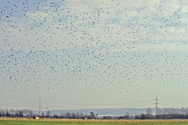 Starren Flugbild Sturnus Vulgaris — Stockfoto