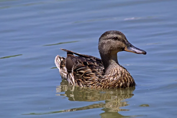 Nadelschwanz Weibchen Anas Acuta — Stockfoto