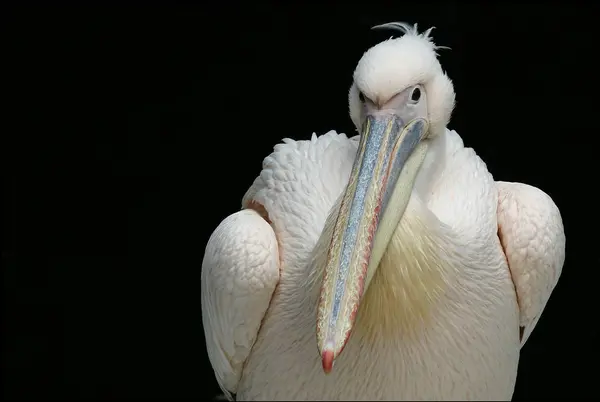 Natação Pássaro Conceito Loucura — Fotografia de Stock