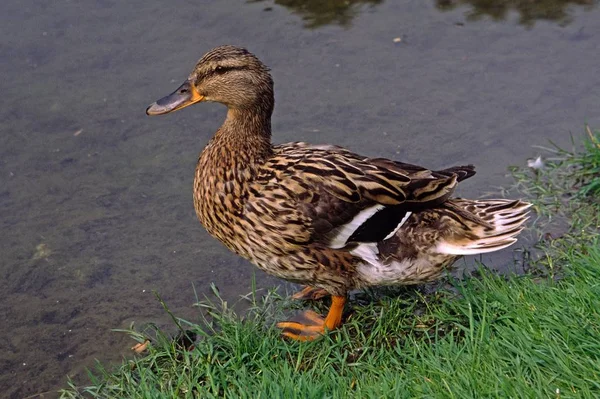 Aussichtsreiche Aussicht Auf Süße Stockente Der Natur — Stockfoto