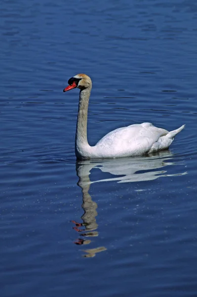 Cisne Mudo Cygnus Olor — Fotografia de Stock