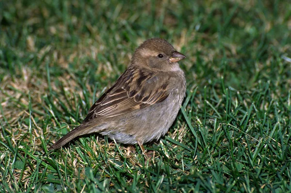 House Sparrow Passer Domesticus Females — Stock Photo, Image