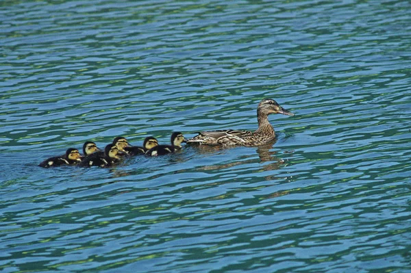 Stockente Mit Jungen Anas Platyrhynchos Tierischen Kindern — Stockfoto