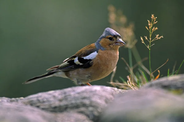 Vue Panoramique Magnifique Oiseau Pinson Mignon — Photo