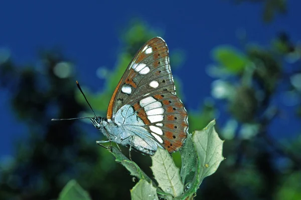 Limenitis Reducta Southern White Admiral — Stock Photo, Image