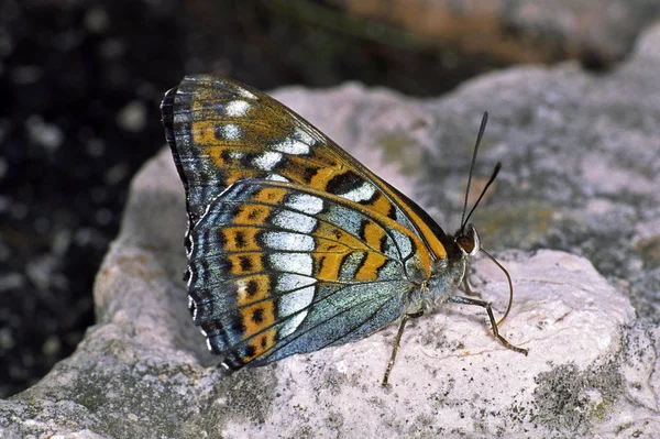 Limenit Populi Poppelamiral — Stockfoto