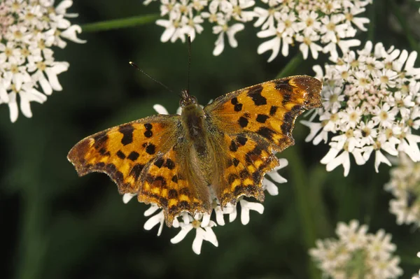 Nymphalis Album Polygonia Album Comma — Stockfoto