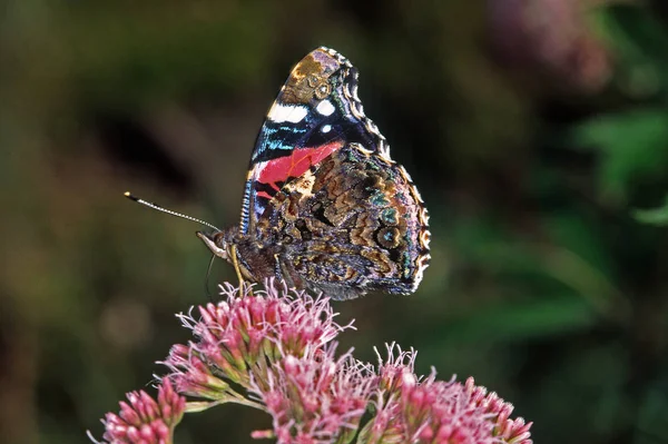 Vanessa Atalanta Amiral Eupatorium Eupatorium Cannabinum — Stok fotoğraf