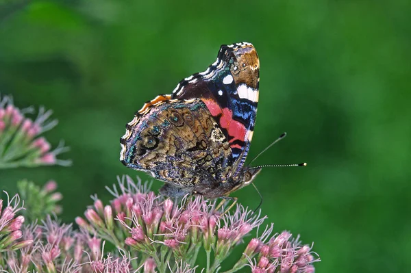 Eupatorium Kelebek Eupatorium Cannabinum — Stok fotoğraf