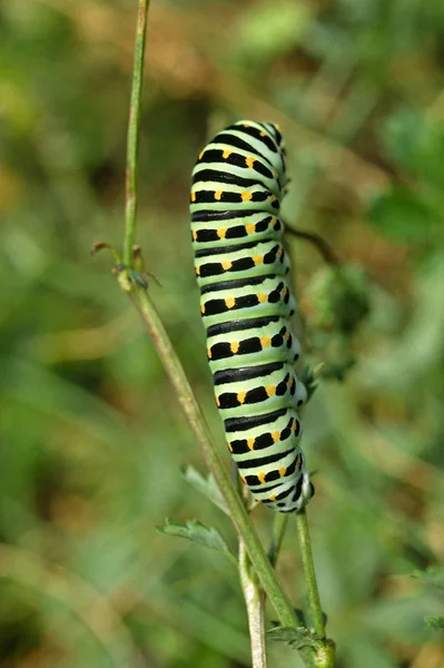 Papilio Machaon Chenille Queue Fourchue — Photo