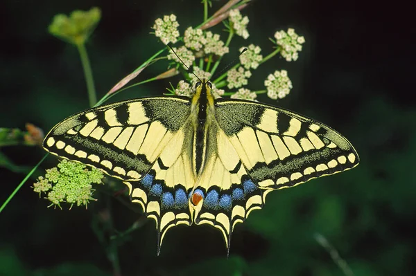 Swallowtail Mariposa Hermoso Insecto — Foto de Stock