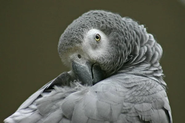 Scenic View Beautiful Parrot Nature — Stock Photo, Image