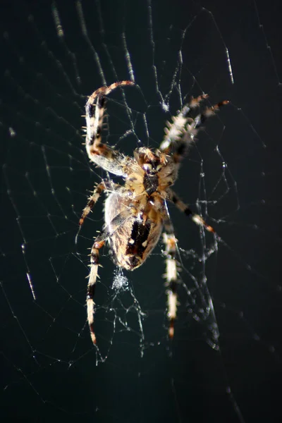 Pânză Păianjen Capcană Insecte — Fotografie, imagine de stoc
