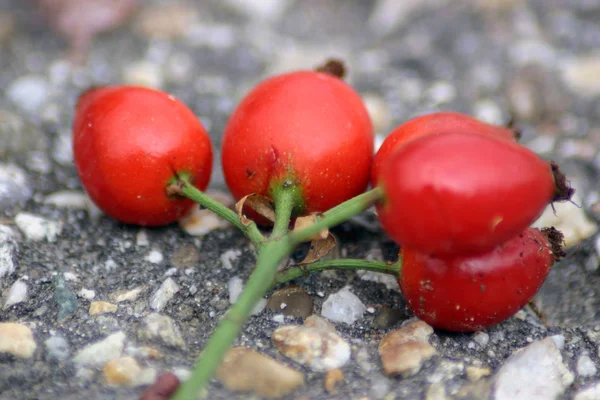 Red Ripe Tomatoes Ground — Stock Photo, Image