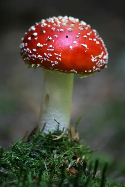 Odla Svamp Skogen Natur Bakgrund — Stockfoto