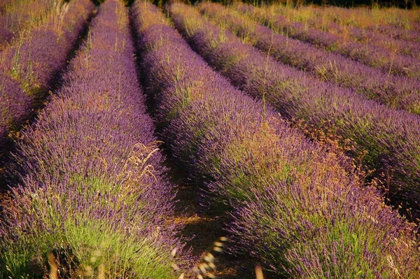 Flores Lavanda Florescendo Provence Arquivado — Fotografia de Stock