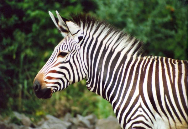 Afrykański Czarny Biały Zebra Zwierzę — Zdjęcie stockowe