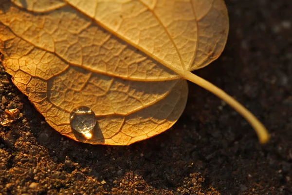 Hermoso Follaje Colorido Otoño —  Fotos de Stock