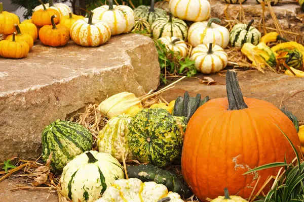 Autumn Harvest Selective Focus — Stock Photo, Image