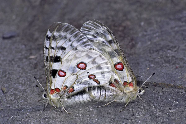 Parnassius Apollo Mosel Apollo Copula Çiftleşme Sivrisineklerin Kesinlikle Korunan Alt — Stok fotoğraf