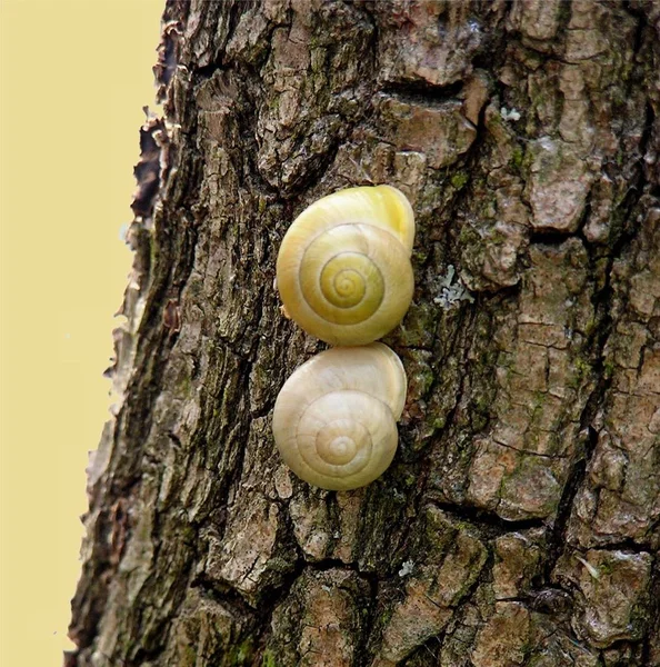 Snail Shelled Gastropod Animal — Stock Photo, Image