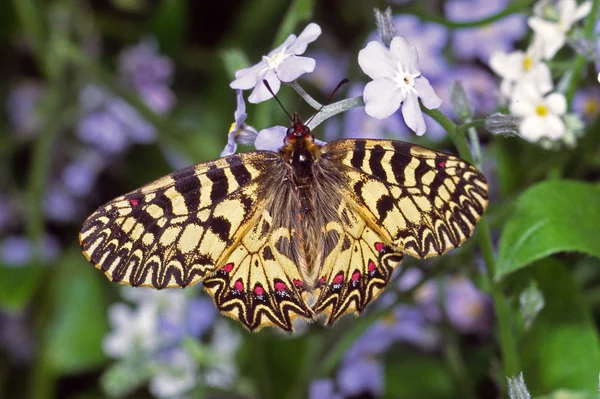 Close Butterfly Habitat Wildness Concept — Stock Photo, Image