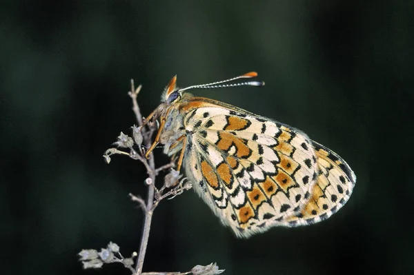 Рядовий Метелик Комаха Крилами — стокове фото