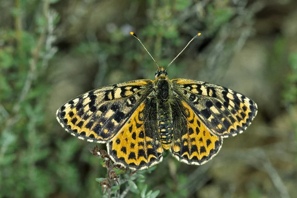 Papillon Fritillaire Insecte Aux Ailes — Photo