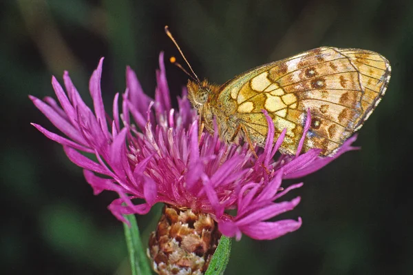 Brenthis Ino Borboleta Prata Violeta Malha Centaurea — Fotografia de Stock