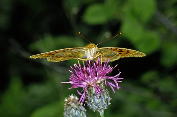 Argynnis Adippe Zoete Violette Vlinder Knapweed Centaurea — Stockfoto