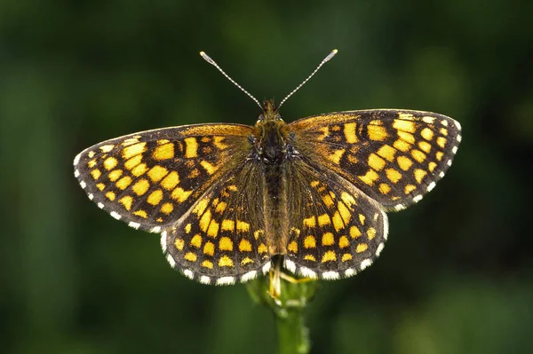 Papillon Fritillaire Insecte Aux Ailes — Photo