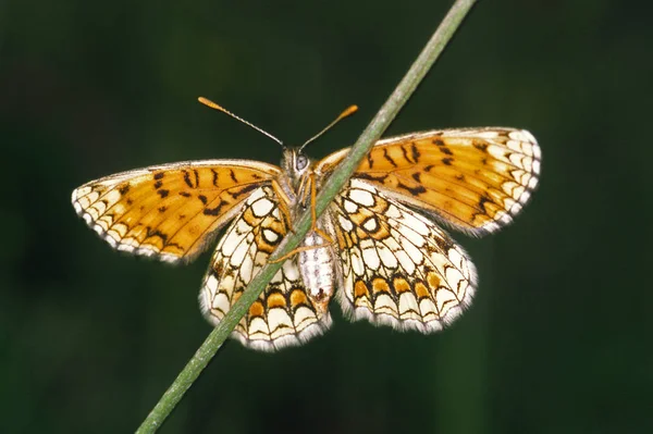 Schmetterling Insekt Mit Flügeln — Stockfoto