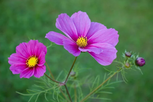 Letnie Pole Kwiaty Płatki Cosmos Kwiat — Zdjęcie stockowe