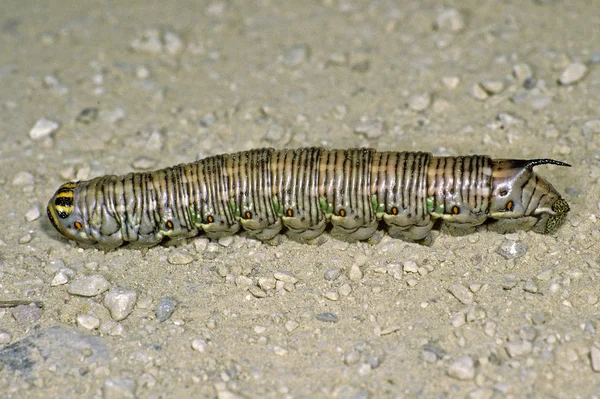 Hyloicus Pinastri Borový Roj — Stock fotografie